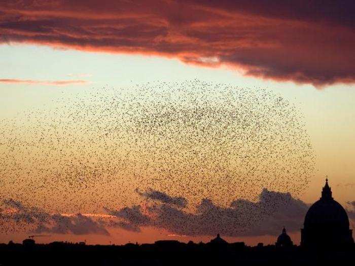 These birds fly in enormous flocks, and they are known to paint the sky as the sunsets.