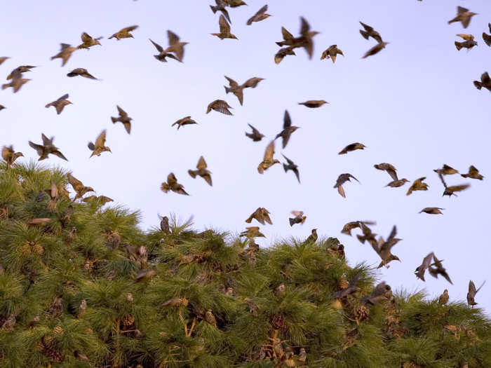 Some animals live in cities because it can be a more ideal habitat than the wild, like starlings that fly to Rome at night in the winter to escape the cold.