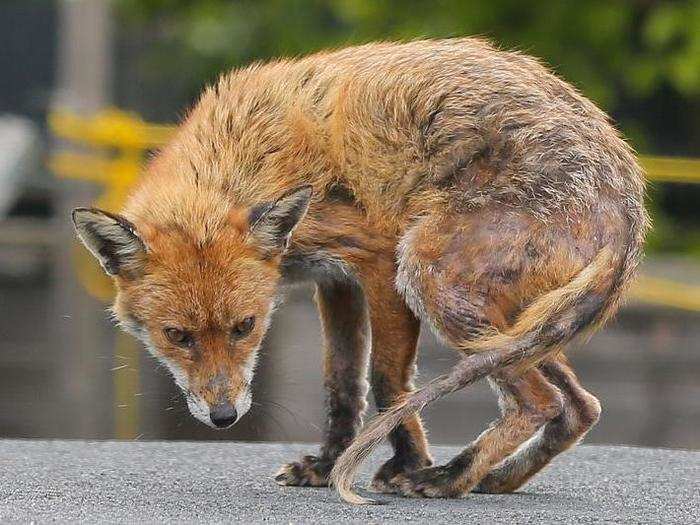 While foxes are also seen in cities around the globe, sources suggest that they are particularly common in London.