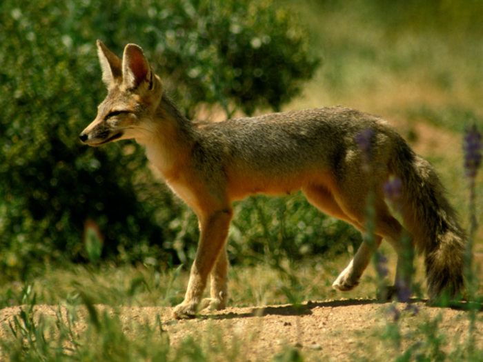 Kit foxes are also moving to cities as the Southwest dries up. Kit foxes in Bakersfield, California, live off of people food. They accomplish this by making homes on golf courses, in drainage pits, vacant lots, and on school campuses.