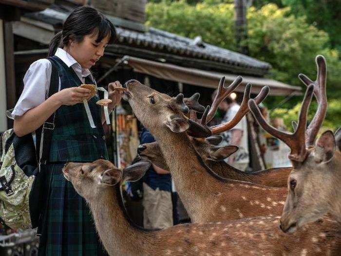 Because of this, visiting tourists protect and feed the deer.