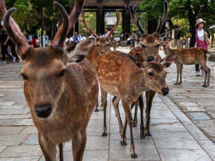 Silka deer in Nara, Japan, are seen as sacred to the ancient Shinto religion.