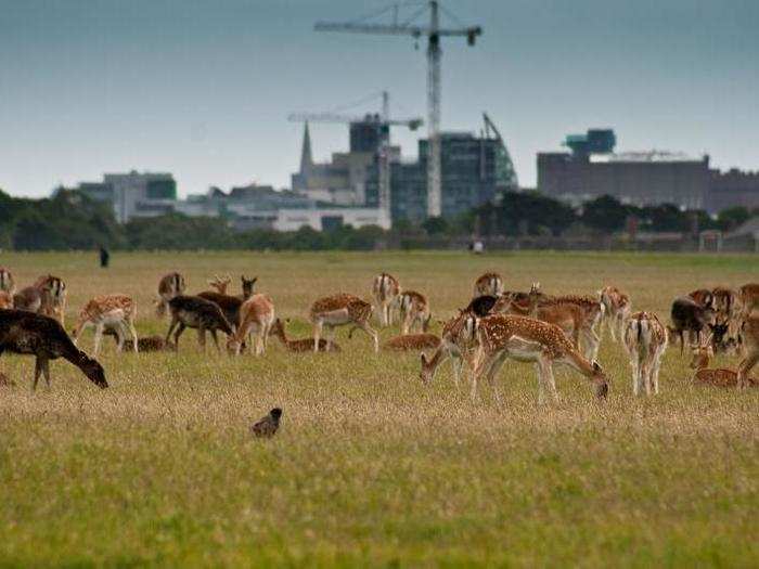 Deer graze grasses in cities all over the world. These deer are living in Dublin.