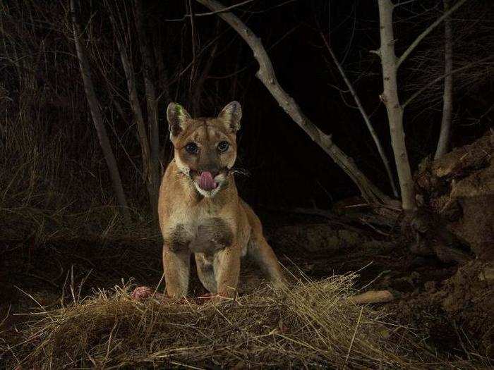 While some animals are moving to cities, these mountain lions prefer the suburbs. According to the Guardian, these big cats living on the outskirts of Los Angeles are known as "ghost cats" because they are so rarely seen.