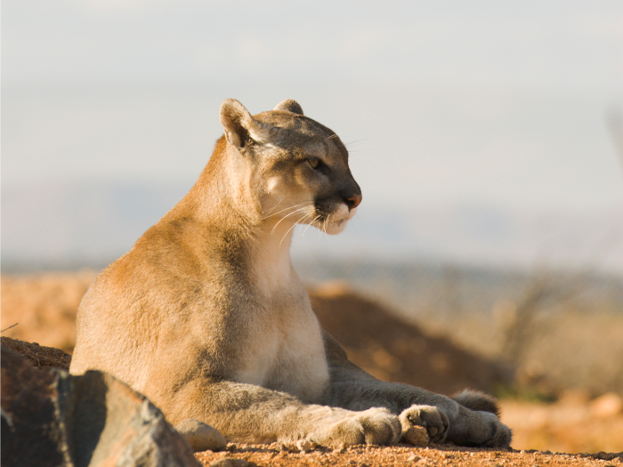 According to National Geographic, climate change is drying up the Southwest region of the US, and, as a result, deer are moving to urban and suburban areas for green grass and water. Mountain lions are following their prey.