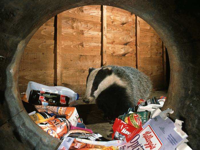 Badgers can be as common in cities as they are in the countryside, according to BBC. According to another BBC article, whether or not badgers intentionally moved to cities remains unknown.