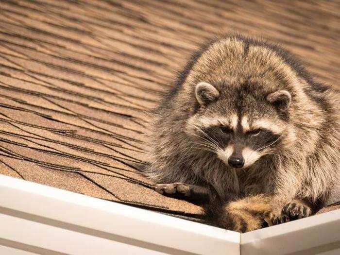 Raccoons in cities trade treetops for rooftops, and baby raccoons often keep warm by staying in chimneys.