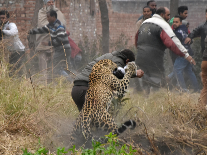 Leopards in this area have attacked almost 200 people in the last 25 years, according to "Plant Earth II." According to National Geographic, with urban expansion, leopards have nowhere else to go.