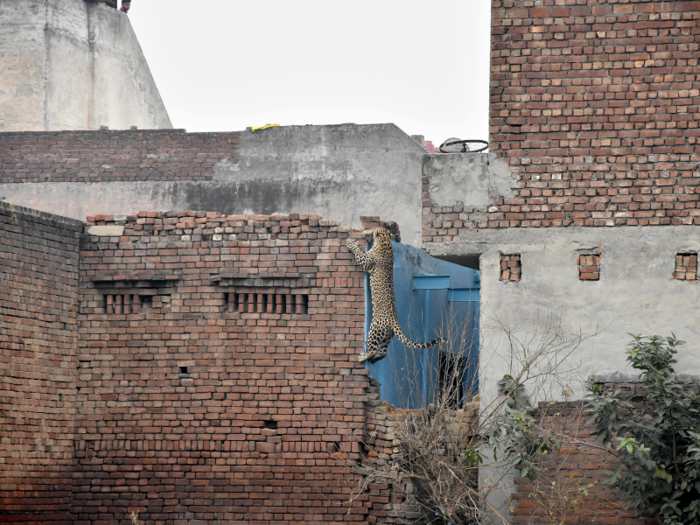 Despite these photographs of rare sightings, leopards are rarely seen in the city because they hunt at nigh. But they can see you.