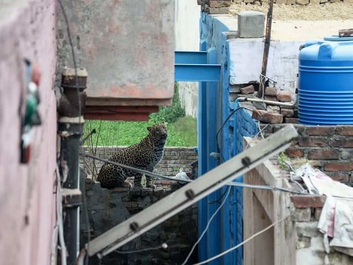 Mumbai, India, holds the highest concentration of leopards in the world.