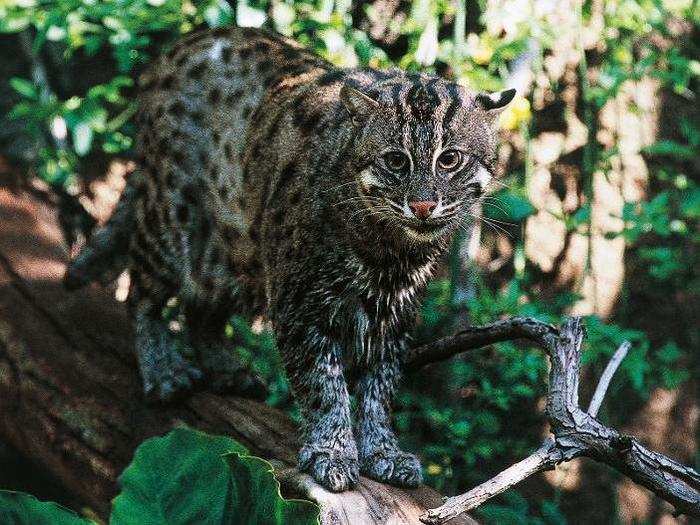 Fishing cats in Asia weren