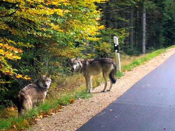 Since the turn of the century, wolves have been moving to densely populated areas in Germany, Denmark, Holland, and Luxembourg. They have even been sighted near Paris.