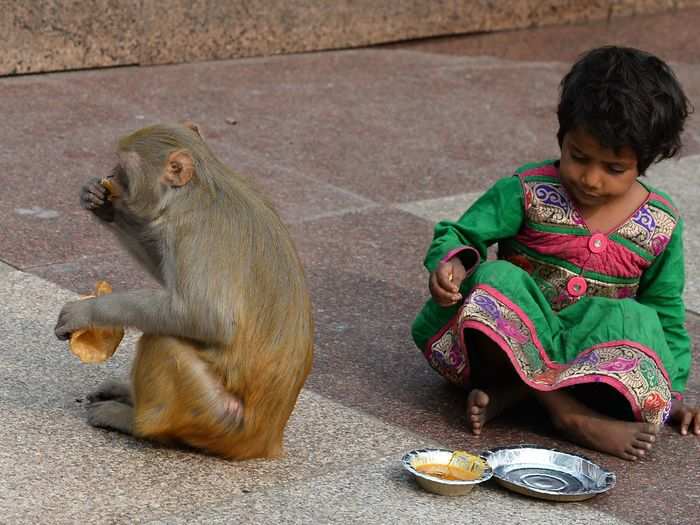 As a result, Rhesus Macaque monkeys steal food from people.