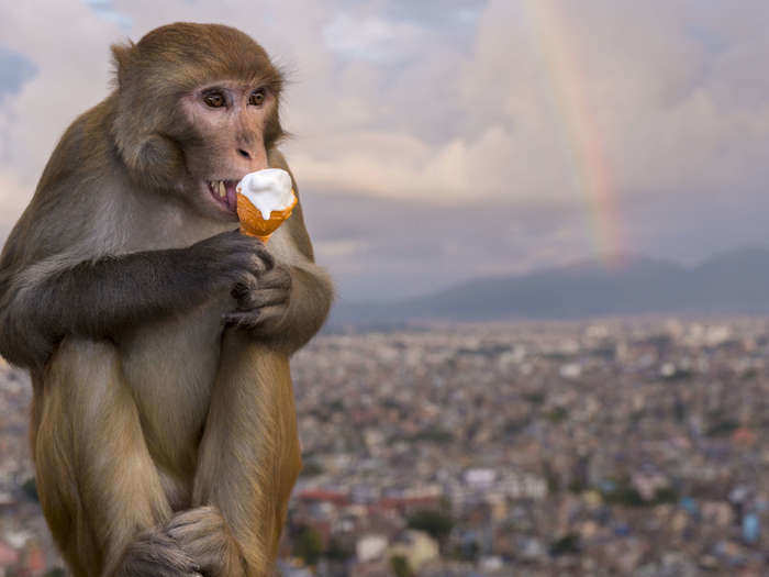 Unfortunately for the Rhesus Macaque monkey, humans do not view them the same way as they view Langur monkeys.