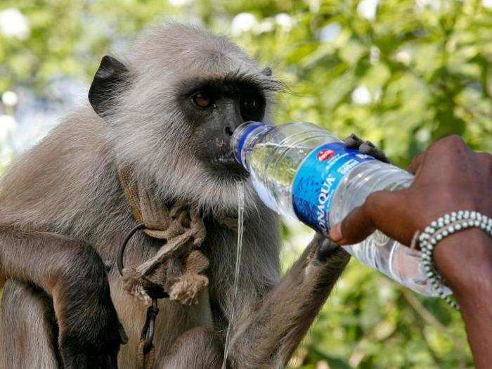 Langur monkeys are associated with the Hindu God Lord Hanuman, so people feed them each day.