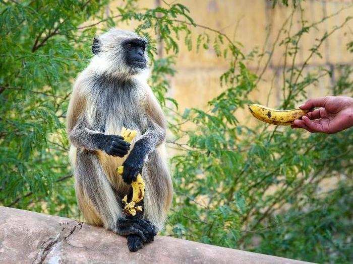 Langur Monkeys that live in cities have a much easier life than those in the wild. These monkeys have formed an interesting relationship with people in India.