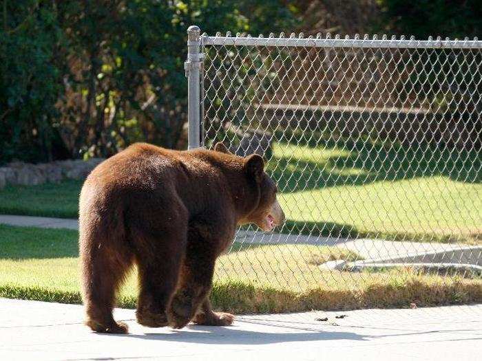 Bears, too, are adjusting to life in cities as their natural habitat shrinks. According to National Geographic, urban bears are much less active than bears living in the wild.