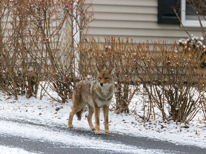 For the same reasons, coyotes are making homes in cities all over the US. Coyotes are territorial, and they have been moving into cities as territories fill up the surrounding suburban area, according to Business Insider.