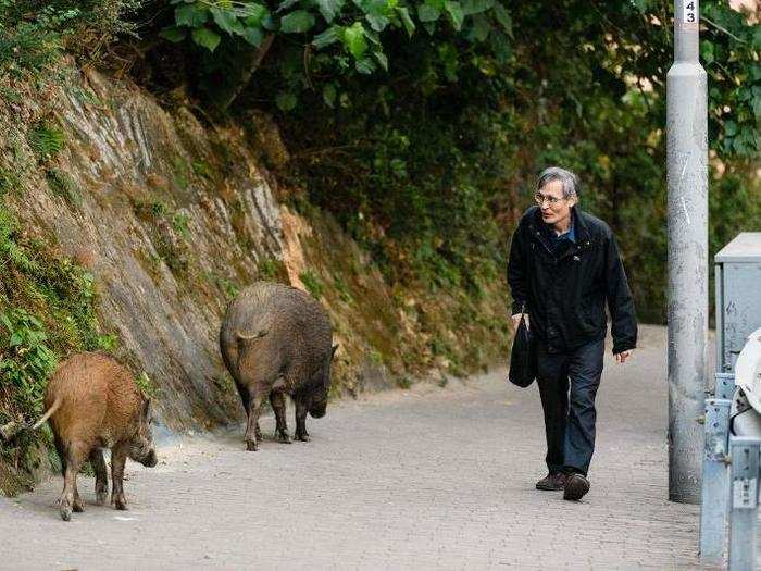 One example of this is the wild boar. Wild boars have been spotted in both Asian and European cities.