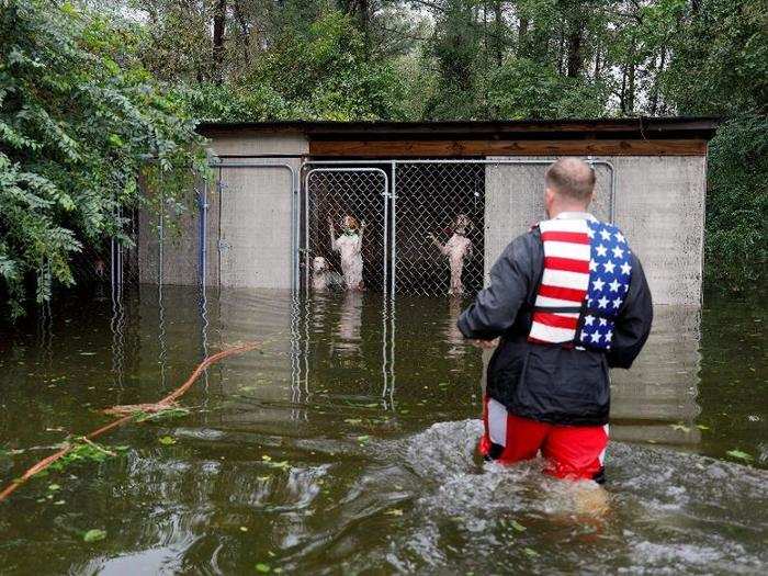 During the flood, these dogs were left caged by an owner who fled.