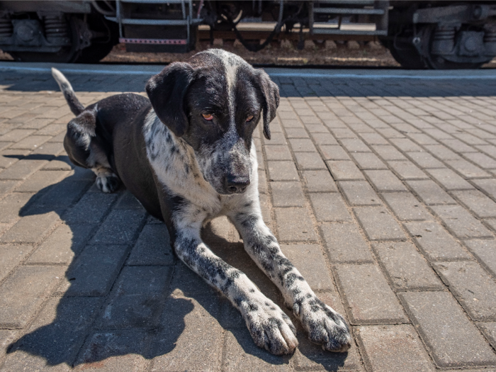 A few stray dogs were hanging out on the platform, soaking up the sunshine as well as attention from train passengers.