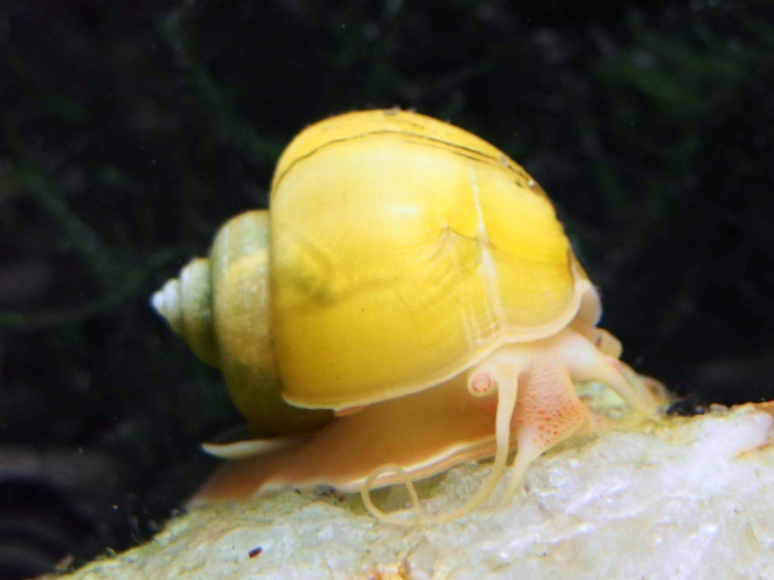 There are plenty of listings on Amazon for snails. It seems that many of the snails species sold are meant for tasks like keeping your tank or pond clean, and eating the algae that builds up in it.