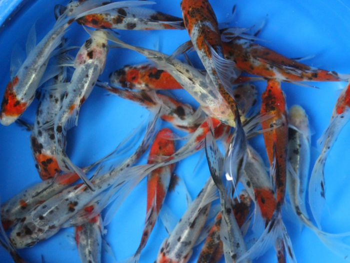 Amazon offers various species of fish you can buy in packs of five or six. Depending on what you want, you can get mixed bags of smaller guppies and goldfish, or bigger exotic Butterfly Koi and Sarasa Comet fish.