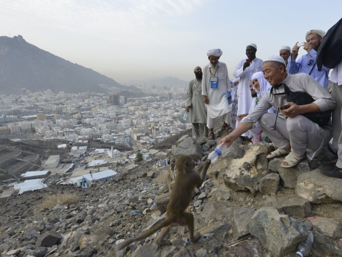 Other wild animals in the area include wolves, hyenas, foxes, mongooses, and jerboas. There has also been a surge in monkeys in Mount Al-Noor District since weapons used to shoot them were banned.