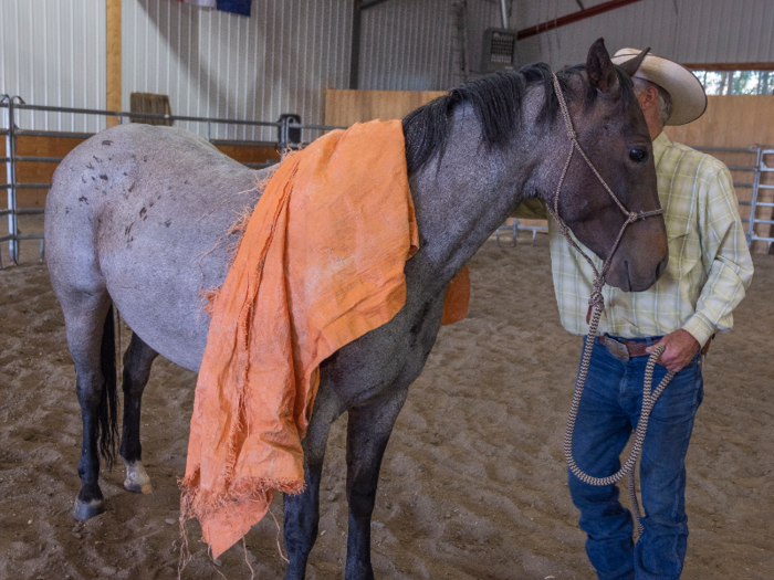 Grant then brought out an orange tarp, first letting the mare smell it to make sure it wasn