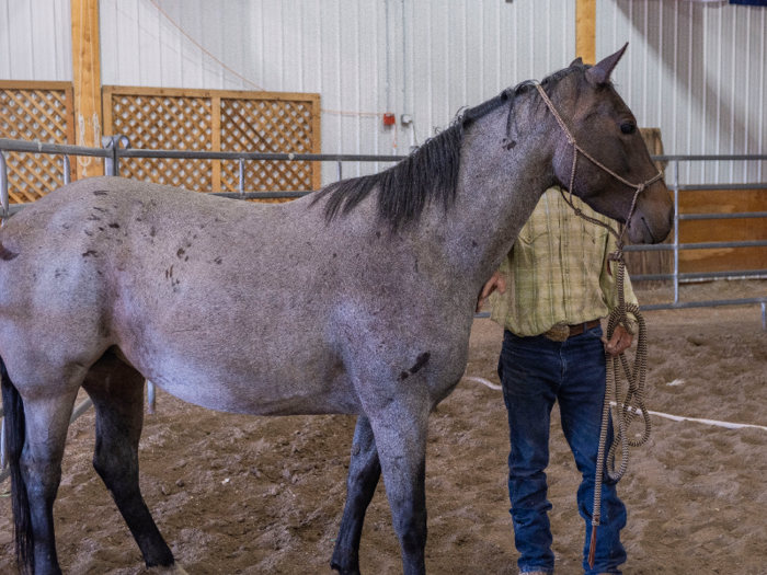 There were some tense parts of the demonstration, when it seemed the mare was not going to do what Grant wanted her to do.