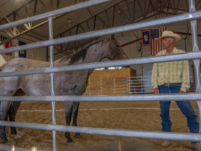 Once the horse had learned to stay on the right side of the rope, it was time for Grant to have his first physical contact with her.