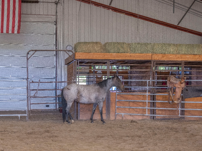 The horse Grant was working with was a three-year-old mare whose owner had never gotten around to training her. After she was let into the arena, she stayed on the far side from where I sat and where Grant stood. She seemed nervous and skittish.