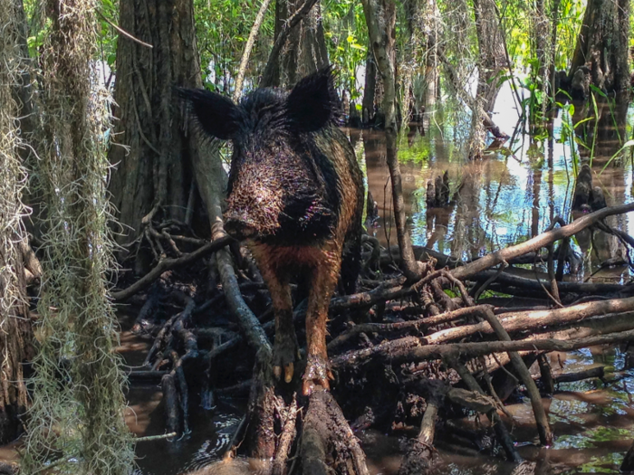 In 2017, Louisiana