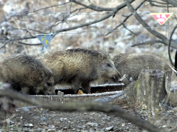 In South Korea, wild boars have flourished due to the loss of predators like tigers, leopards, and wolves. Notably, in 2006, there was a 400-pound wild boar that plagued a small island town, killing 20 goats. An 80-year-old man was also killed by a wild boar that same year.