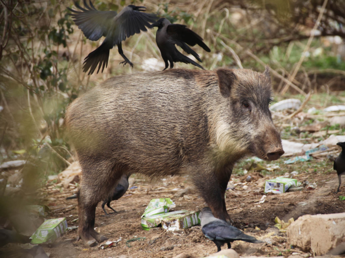 In Pakistan, wild boars descend on Islamabad, the capital, every winter. It