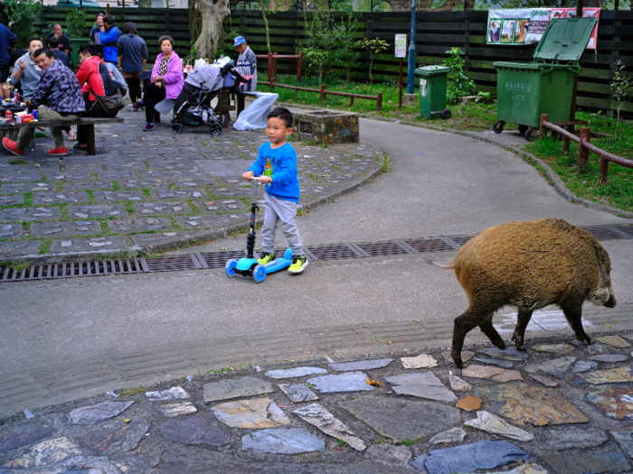 In Hong Kong, boar sighting and nuisance reports rose from 294 to 738 between 2013 and 2017. They