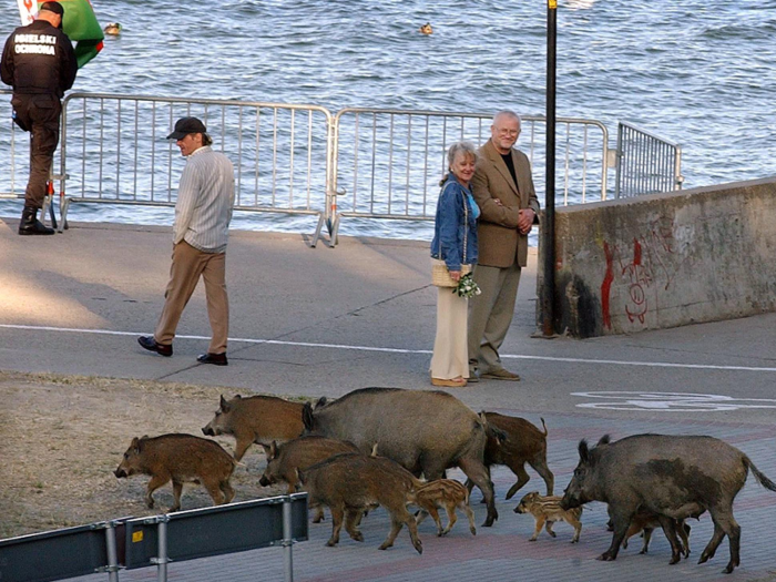 In 2018, it was widely thought that the government planned to slaughter 210,000 boars to stop the virus from spreading. From 2016 to 2018, it is estimated that almost 600,000 boars were already killed.