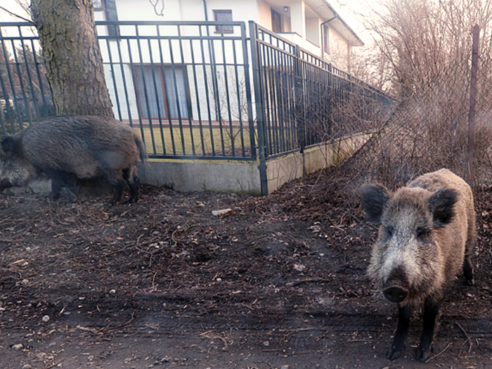 In Poland, the number of wild boars are thought to be between 200,000 and 500,000. In 2014, the African Swine Fever was detected in more than 3,000 boars across Poland. There is no vaccine for the virus.