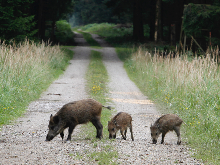 In other parts of Germany, hunted boar have shown excessive levels of radiation from the Chernobyl nuclear meltdown in Ukraine. As recently as 2014, one in three had radiation levels higher than was fit for human consumption. They