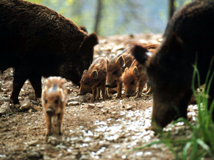 According to experts, if a boar population falls by 90%, it can still recover within three years.