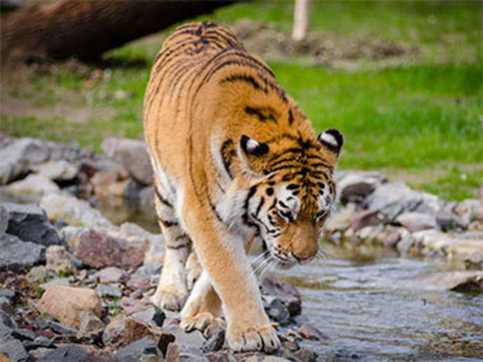 According to 2018 census, Uttarakhand has 442 tigers, including those at the Corbett national park.