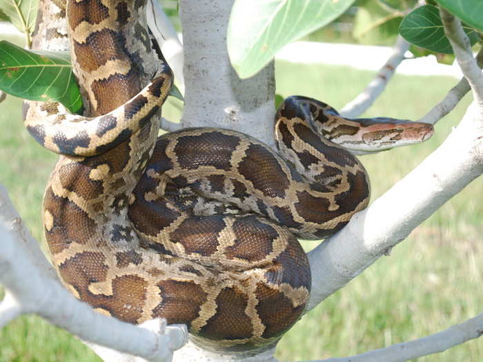 This park is also home to the Indian rock python better known as Kaa, to those who love the book and movie Jungle Book. This endangered species is native to South Asia.