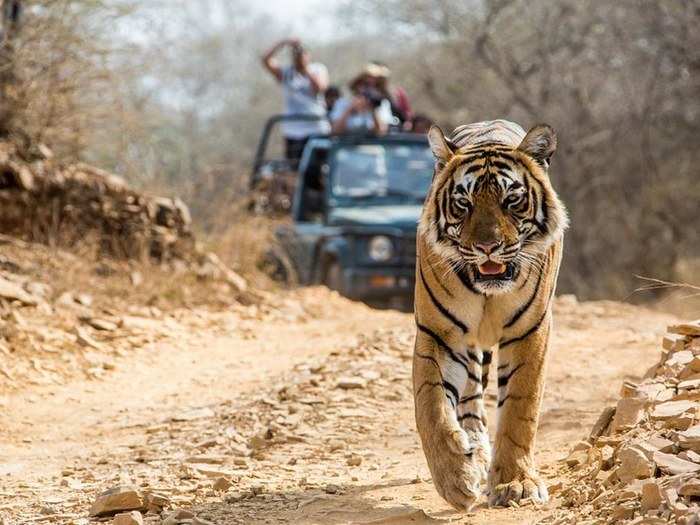 The park is named after Jim Corbett, who was both a hunter and a rescuer for the tigers, who also wrote books on them, the most famous ones being ‘Maneaters of Kumaon’.