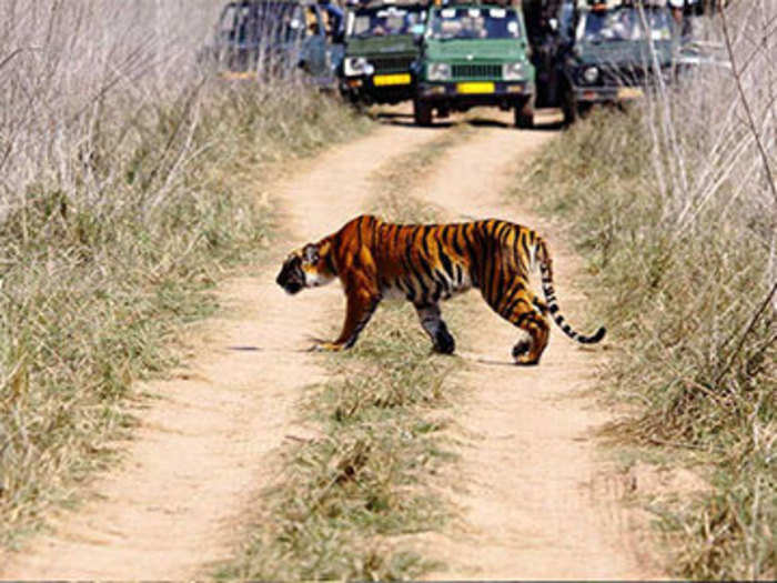 It covers an area of 500 square kilometers where it had 215 tigers as of 2016.