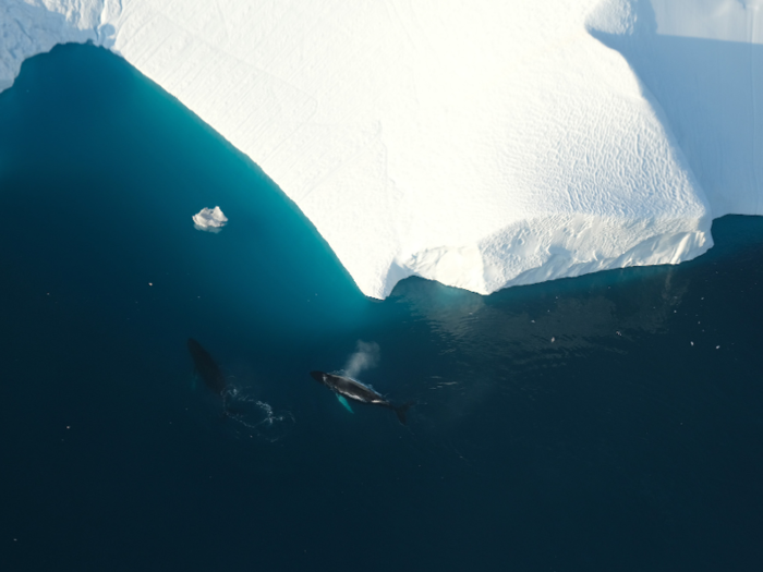 Humpback whales swim next to an iceberg in Greenland. The country