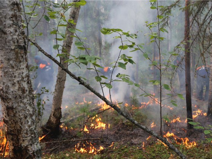 While in Siberia, the northern Russian province, 7 million acres of woodland were lost due to wildfires.