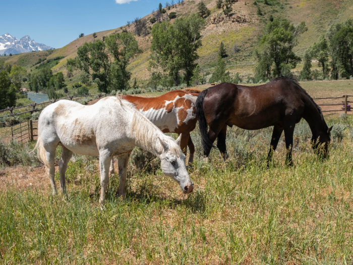 Some of the horses were also out to pasture.