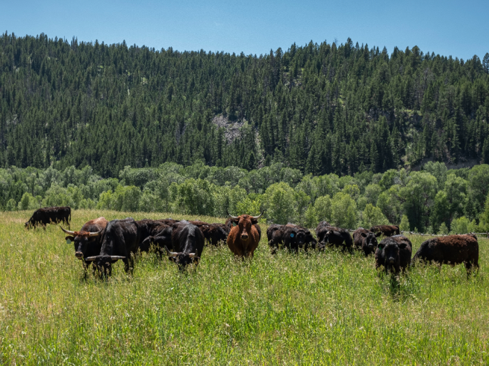 Out in the pasture, the cows looked at me curiously but didn