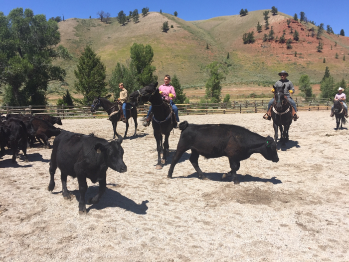 Here, guests can participate in sorting and penning cattle with instruction from the ranch