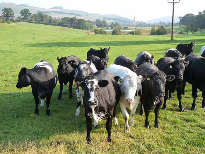 "You want to not follow the herd" — Mark Heppenstall, chief investment officer, Penn Mutual Asset Management